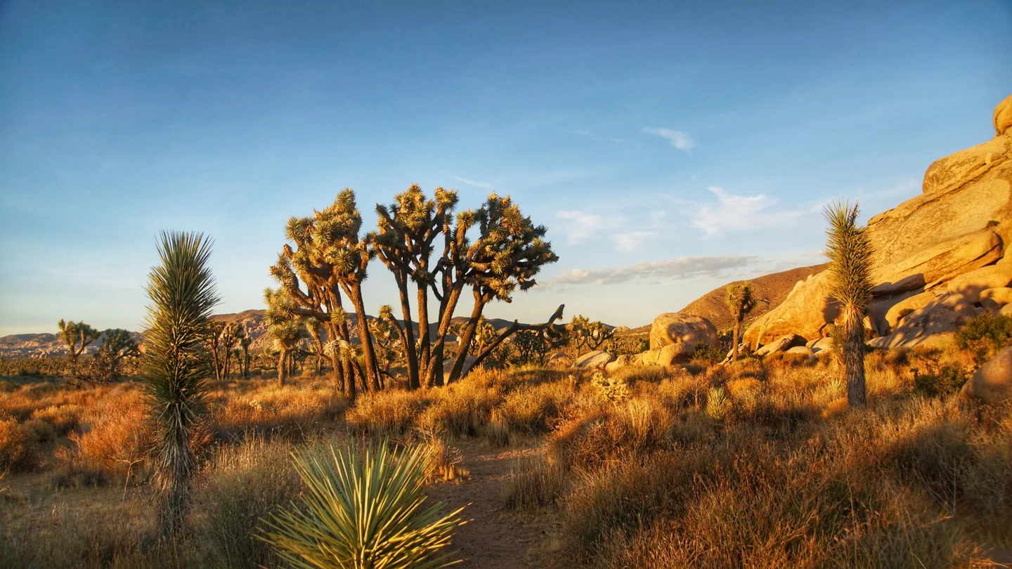 Joshua trees and desert boulders illuminated by warm golden-hour light