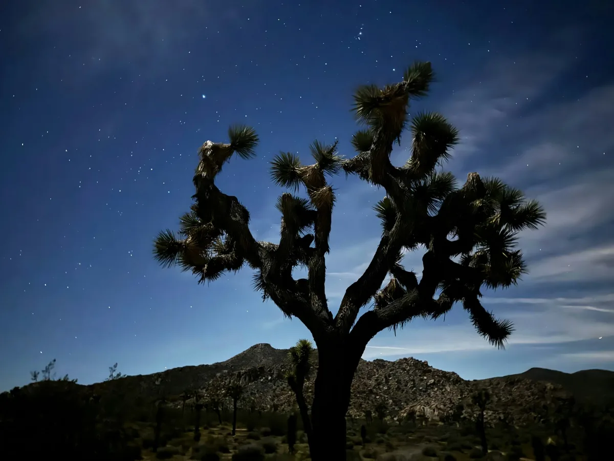 Joshua tree silhouetted beneath a deep blue sky with visible stars