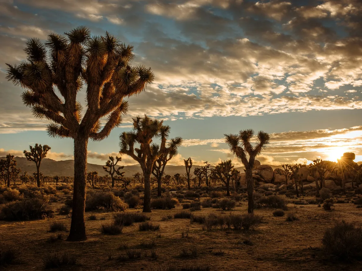 Joshua trees backlit by a low setting sun beneath broken desert clouds